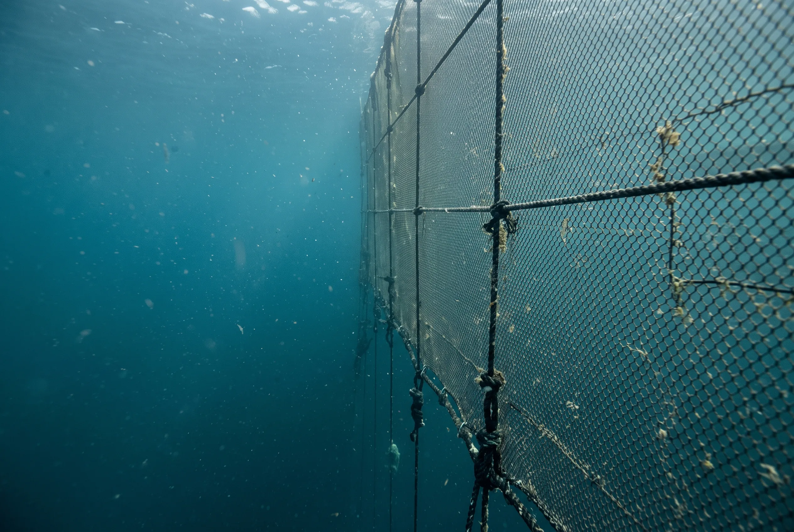 AI-generated illustration of aquaculture cage netting suspended in blue-green seawater; no cleaning vehicle is shown.